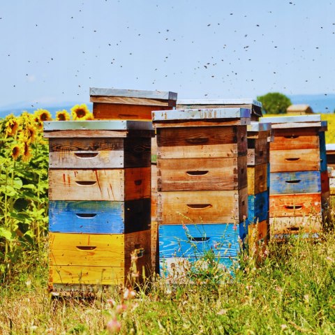 Naturalny Miód Nawłociowy 200g Idealny prezent na każdą okazję nawłoć